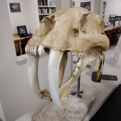 Hộp sọ Mèo răng kiếm (Smilodon fatalis) kích thước thật (Life Size)