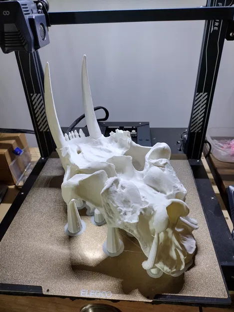 Hộp sọ Mèo răng kiếm (Smilodon fatalis) kích thước thật (Life Size) - Image 3