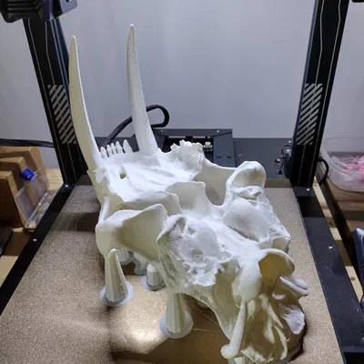 Hộp sọ Mèo răng kiếm (Smilodon fatalis) kích thước thật (Life Size)