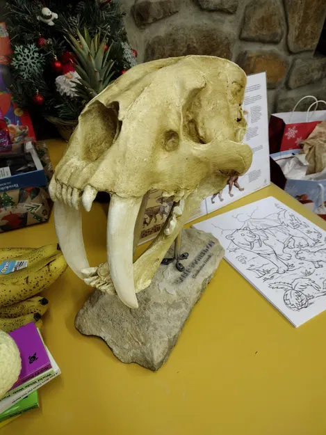 Hộp sọ Mèo răng kiếm (Smilodon fatalis) kích thước thật (Life Size) - Image 4