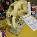 Hộp sọ Mèo răng kiếm (Smilodon fatalis) kích thước thật (Life Size) - Thumbnail 4