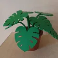 Cây Monstera lót ly (lá tháo rời) - Thumbnail 3