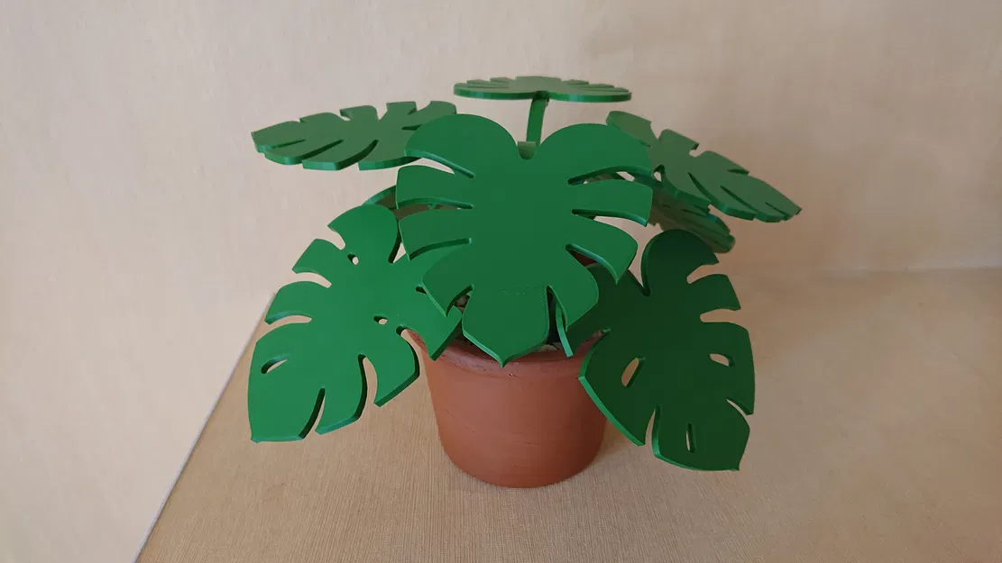 Cây Monstera lót ly (lá tháo rời) - Image 4