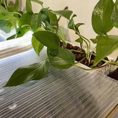 Giỏ trồng cây gắn bể cá (Fish Tank Planter Basket)