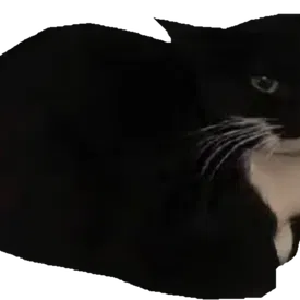 Spinning Maxwell Cat oiiaiioiiiai