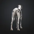 Chó Great Dane (Great Dane Dog) – Mẫu đơn giản kèm bản Low Poly - Thumbnail 1