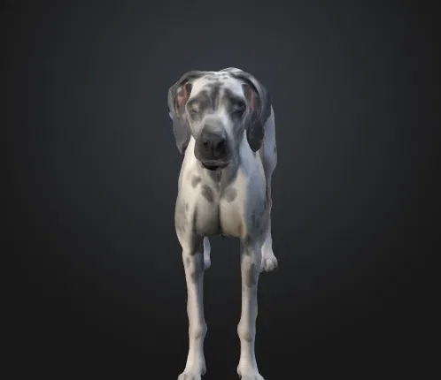 Chó Great Dane (Great Dane Dog) – Mẫu đơn giản kèm bản Low Poly - Image 2
