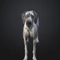 Chó Great Dane (Great Dane Dog) – Mẫu đơn giản kèm bản Low Poly - Thumbnail 2