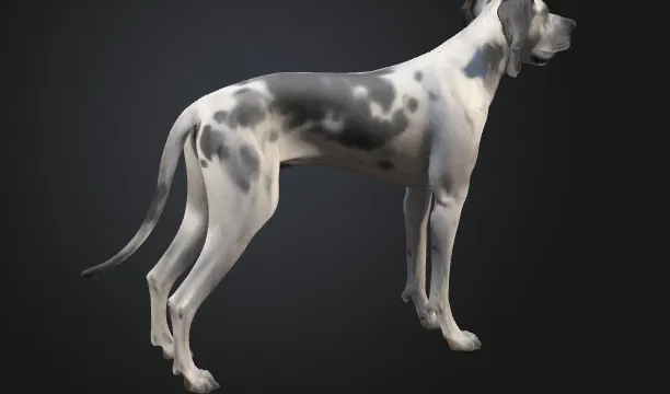 Chó Great Dane (Great Dane Dog) – Mẫu đơn giản kèm bản Low Poly - Image 3