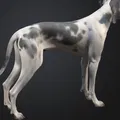 Chó Great Dane (Great Dane Dog) – Mẫu đơn giản kèm bản Low Poly - Thumbnail 3