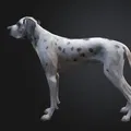 Chó Great Dane (Great Dane Dog) – Mẫu đơn giản kèm bản Low Poly - Thumbnail 4