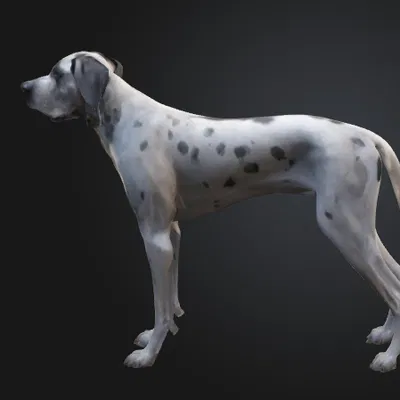 Chó Great Dane (Great Dane Dog) – Mẫu đơn giản kèm bản Low Poly