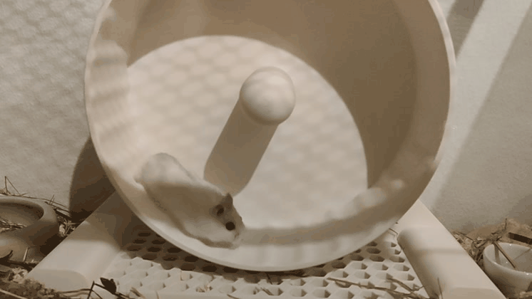 Bánh xe chạy Hamster XL kèm tùy chọn phần nâng