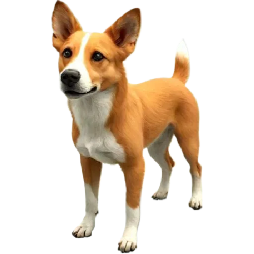 Mô Hình 3D Chó Basenji - Tượng Chó Basenji Đẹp - Image 1