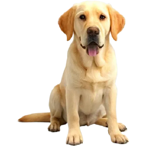 Mô Hình Chó Labrador Ngồi 3D Đẹp Tuyệt - Image 1