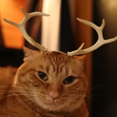 Cặp Sừng Nai Tí Hon Cho Mèo - Phụ Kiện 3D Độc Đáo