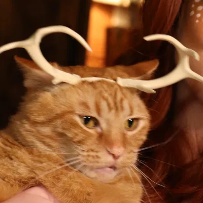 Cặp Sừng Nai Tí Hon Cho Mèo - Phụ Kiện 3D Độc Đáo