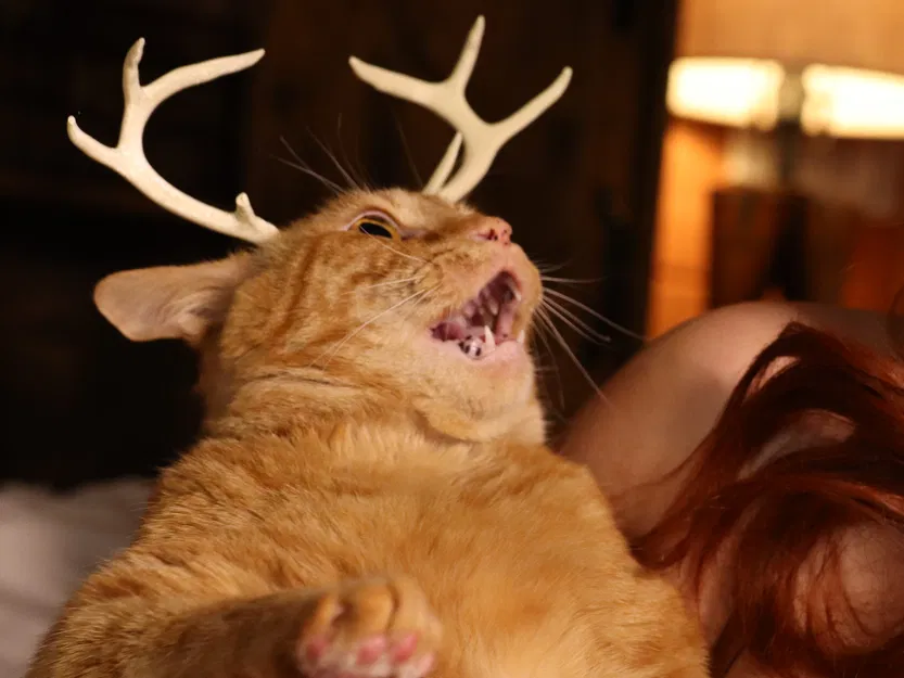 Cặp Sừng Nai Tí Hon Cho Mèo - Phụ Kiện 3D Độc Đáo - Image 3