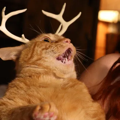 Cặp Sừng Nai Tí Hon Cho Mèo - Phụ Kiện 3D Độc Đáo