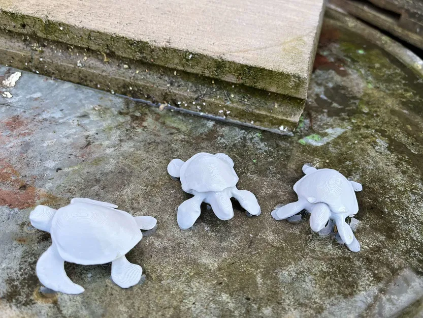 Rùa biển (Sea turtle) - Image 3