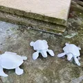 Rùa biển (Sea turtle) - Thumbnail 3