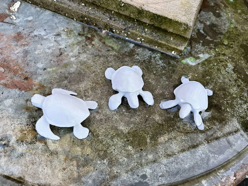 Rùa biển (Sea turtle) - Image 4