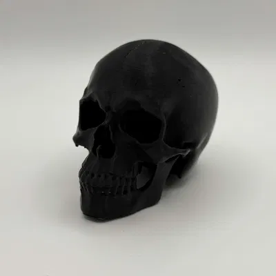 Mô Hình Đầu Lâu Giải Phẫu Trang Trí Độc Đáo