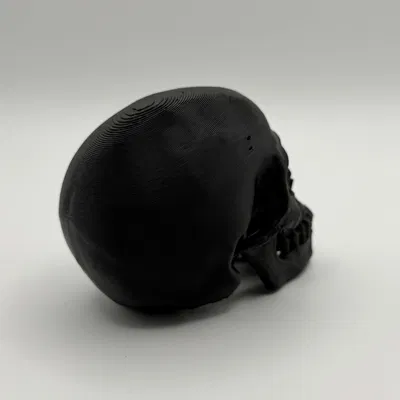 Mô Hình Đầu Lâu Giải Phẫu Trang Trí Độc Đáo