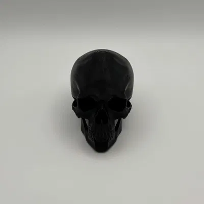 Mô Hình Đầu Lâu Giải Phẫu Trang Trí Độc Đáo