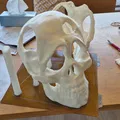 Mặt Nạ Đầu Lâu (Skull Mask) 2 Mảnh - Thumbnail 3