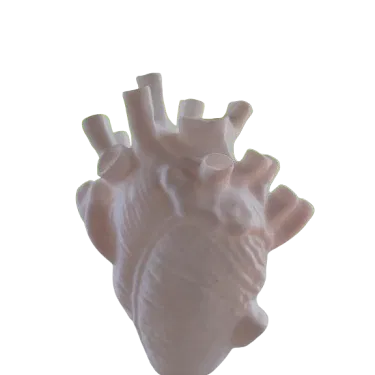 Bình (vase) 3D hình trái tim giải phẫu (anatomical heart-shaped vessel)