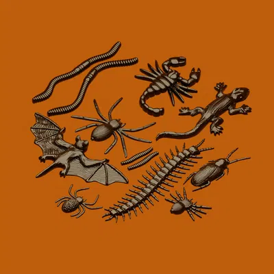 Bộ Côn Trùng Halloween (Halloween Insect Set)