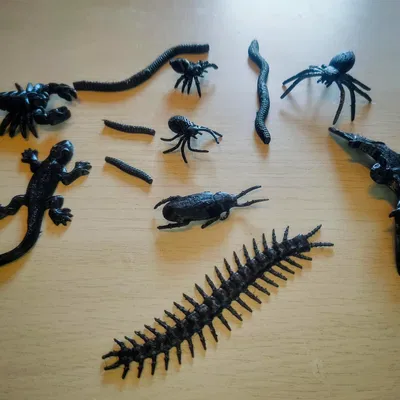 Bộ Côn Trùng Halloween (Halloween Insect Set)