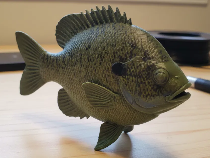 Bluegill – Mô hình cá trưng bày độc lập - Image 1