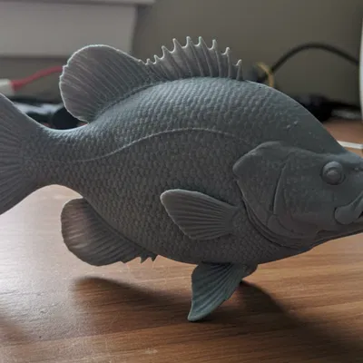 Crappie – Mô Hình Cá Trưng Bày Độc Lập