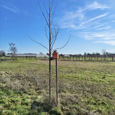 Nhà chim kiểu barn – Barn style birdhouse 1