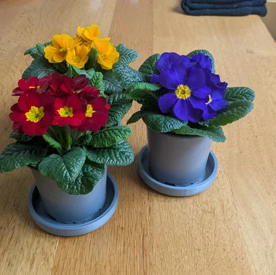 Đế Lót Chậu Hoa 100mm In 3D