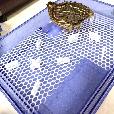 Lưới đáy lồng chắn phân cho chim cút & gia cầm nhỏ