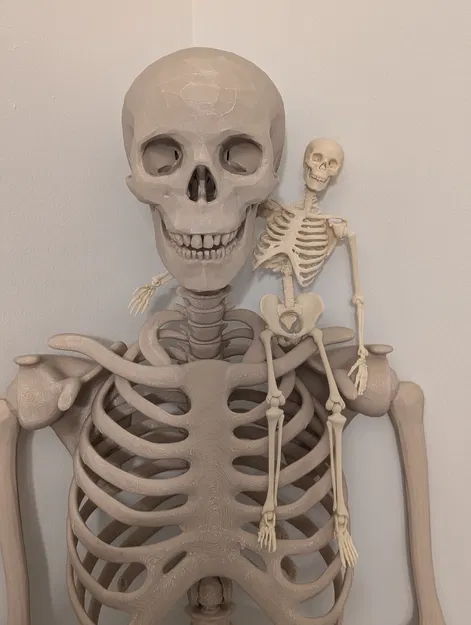 Bộ Xương Khớp Nối (Articulated Skeleton) - Image 1