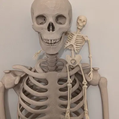 Bộ Xương Khớp Nối (Articulated Skeleton)