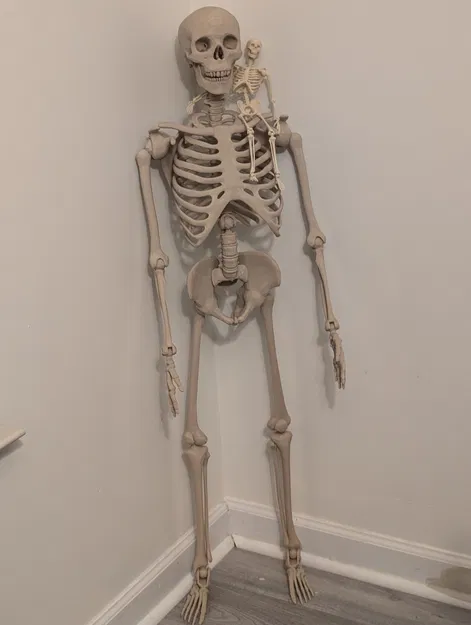 Bộ Xương Khớp Nối (Articulated Skeleton) - Image 2