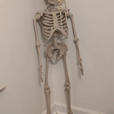 Bộ Xương Khớp Nối (Articulated Skeleton)