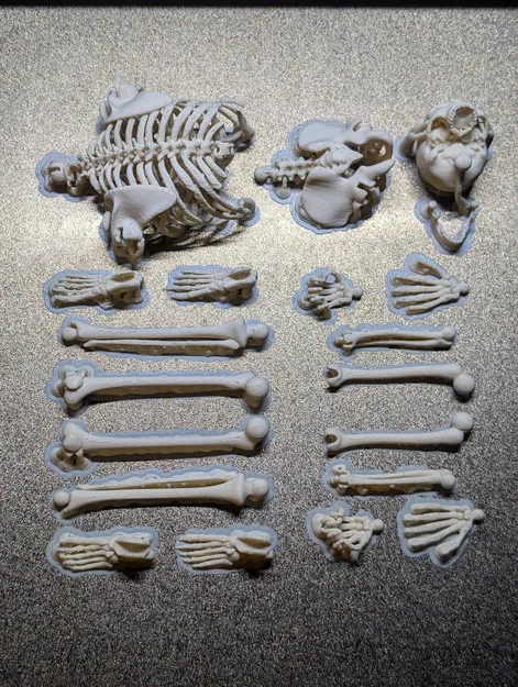Bộ Xương Khớp Nối (Articulated Skeleton) - Image 3
