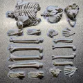 Bộ Xương Khớp Nối (Articulated Skeleton) - Thumbnail 3