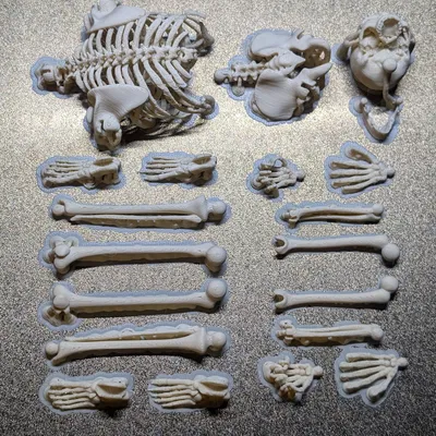Bộ Xương Khớp Nối (Articulated Skeleton)