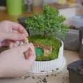 Chậu Bonsai Terrarium Hobbiton (Lord of the Rings) - Bag End - Thumbnail 6