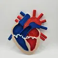 Mô Hình Giải Phẫu Tim Người 3D Chi Tiết Cho Học Tập - Thumbnail 1
