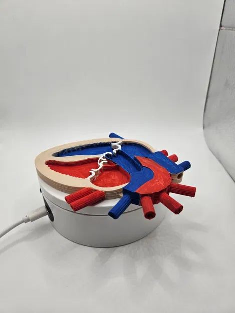 Mô Hình Giải Phẫu Tim Người 3D Chi Tiết Cho Học Tập - Image 2