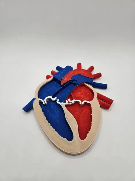 Mô Hình Giải Phẫu Tim Người 3D Chi Tiết Cho Học Tập - Image 3