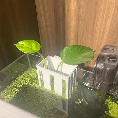 Giá đỡ cây thủy sinh Aquarium Plant Holder